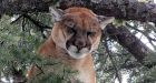 4 cougars shot near school in Cranbrook, B.C.