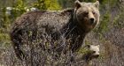 U.S. bear hunter shot dead on guided trip in B.C.