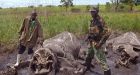 African park group sounds alarm after poachers attack 68 elephants over 2-month period