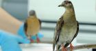 Humans killed off passenger pigeons, may try to bring them back