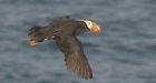 Tufted puffin seen on Atlantic coast for 1st time since 1830s