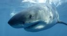 Great white shark population surging in eastern Canada's ocean waters