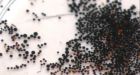 Plastic microbeads polluting St. Lawrence River, McGill researchers find