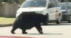Old, lazy bear likely sauntered back where it came from