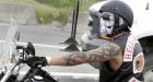 Bikers defy cops � dozens of Hells Angels return to Lethbridge, 2 arrested | Alb