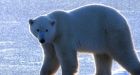 University of Alberta researchers say Canadas High Arctic polar bears running out of ice, food and time