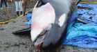 Researchers furious after someone sawed out teeth from dead orca in Courtenay