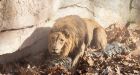 The terrifying moment a neo-Nazi police chief was mauled by lion at Barcelona zoo