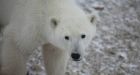 6 motherless polar bear cubs shot in Taloyoak, Nunavut