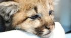 Orphaned Alberta cougar cub given new home in Manitoba zoo