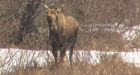 Bottled moose for sale on Kijiji leads to fine for 2 men