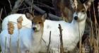 Video: Rare white deer captured on video in Nova Scotia