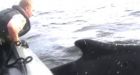 Three entangled whales rescued in one week | CTV Vancouver News