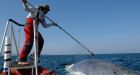 Blue whales' meal planning revealed