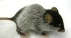 Mouse Study Hints at New Male Contraceptive