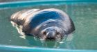 Vancouver Aquarium performs historic sea otter operation