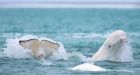 Stunning drone video shows beluga whales in Arctic