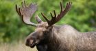 Manitoba poachers busted for illegal kills