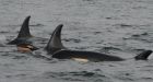 New orca calf J55 born off West Coast, Center for Whale Research confirms