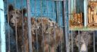Inside the world's worst zoo: In Armenia's Gyumri