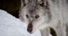 B.C. wolf cull critics take fight to court