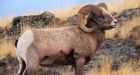 Trophy hunting stunting the horns of Bighorn sheep, study finds