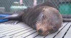 Sick and stranded fur seal under care of Vancouver Aquarium