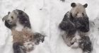 Massive snowsfall delights Washington, D.C., zoo panda Tian Tian