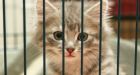 Man jailed for not having cat licence