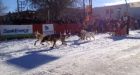 Canadian Challenge Sled Dog Race cancelled due to warm winter