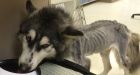 Starving husky ate gravel to stay alive: B.C. SPCA