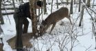 White-tailed deer locked in mortal battle rescued by wildlife officer