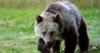 Risky human behaviour behind growing number of carnivore attacks: Nature