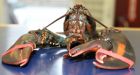 3-clawed lobster caught off Herring Cove