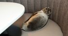 Starving sea lion found in swanky restaurant booth