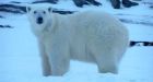 'Bear was looking right at him': Close encounters with polar bears in Labrador