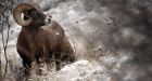 Bighorn sheep in B.C. dying from domestic sheep pneumonia