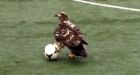 Bald eagle plays ball on UBC Thunderbird field