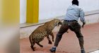 Leopard Runs Wild in School in India, Injures at Least Two Before Capture