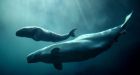 St. Lawrence beluga researchers point to 'worrisome' deaths of mothers, newborns