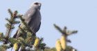 Abandoned U.S. bird to become Manitoba wildlife ambassador