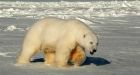 Joint U.S.-Canada Beaufort Sea polar bear survey planned
