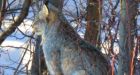 Yukon lynx populations peaking as snowshoe hare start to decline