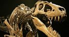 Pregnant T. rex discovery confirmed