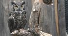 Great horned owls take up residence in downtown Kelowna