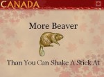 More_beaver