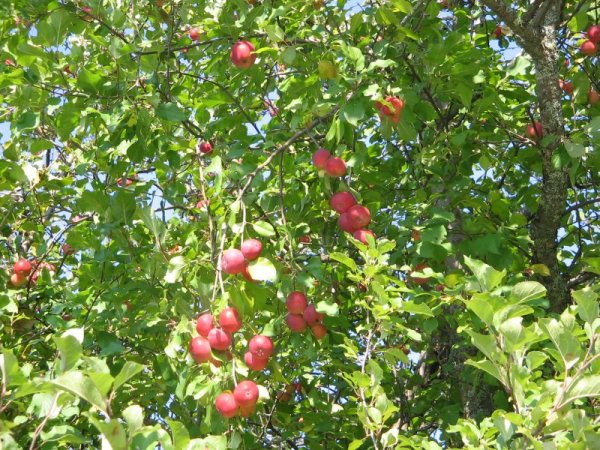 apples in new brunswick
