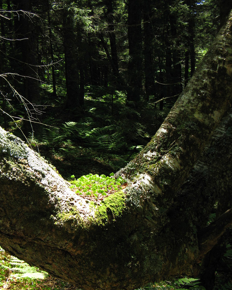 Cape Chignecto, NS