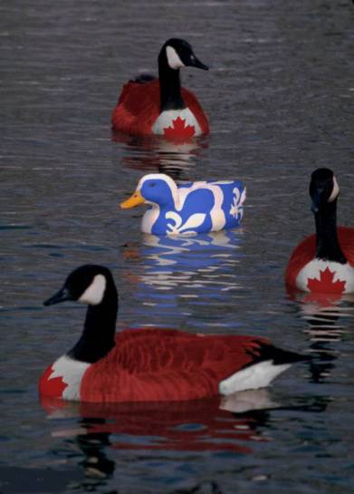 Canadian ducks