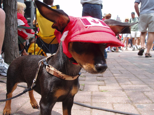 Best Canadian Pooch EVER!